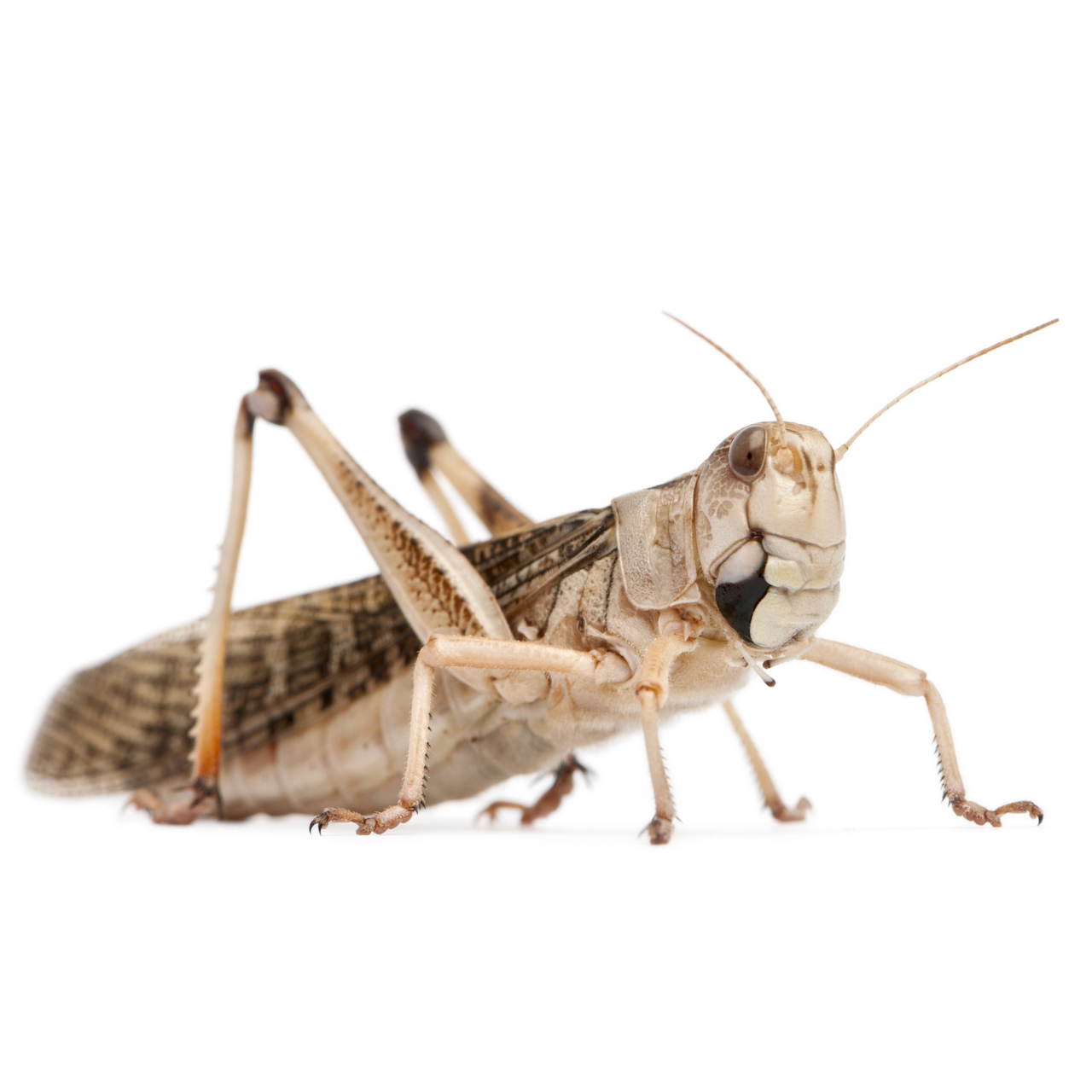Heuschrecken Locusta